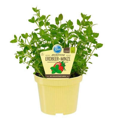 Erdbeer-Minze in BIO-Qualität - Mentha species - Kräuterpflanze im 12cm Topf