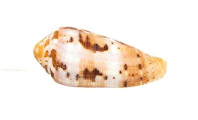 Conus cireumcus 47mm