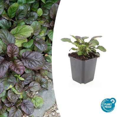 Bodendecker - Großblättriger Günsel - Ajuga reptans 'Catlin's Giant' - 9cm Topf
