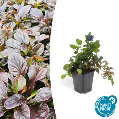 Bodendecker - Kriechender Günsel - Ajuga reptans - 9cm Topf