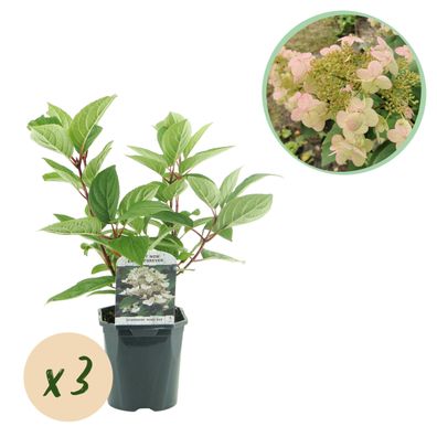 Plume Hydrangea - Hydrangea panniculata Wims Red - Blume Weiß Rot - 3 Pflanzen