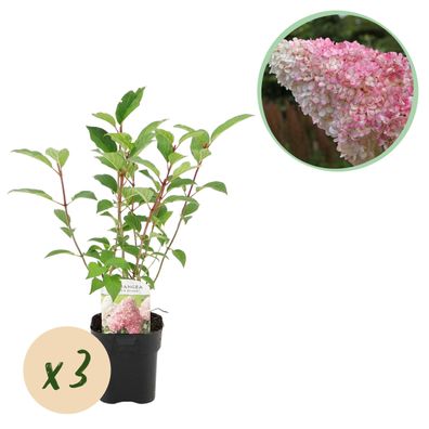 Plume Hydrangea - Hydrangea panniculata Vanille Fraise - Blüte Weiß Rosa - 3 Pfl