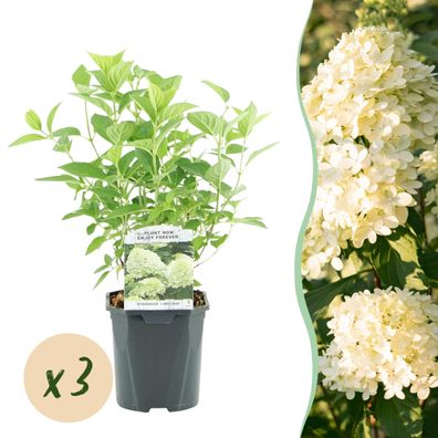 Plume Hydrangea - Hydrangea panniculata Limelight - Blume Creme Weiß - 3 Pflanzen