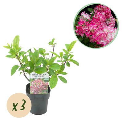 Plume Hydrangea - Hydrangea panniculata Pink Diamond - Blüte Weiß Rosa - 3 Pflan