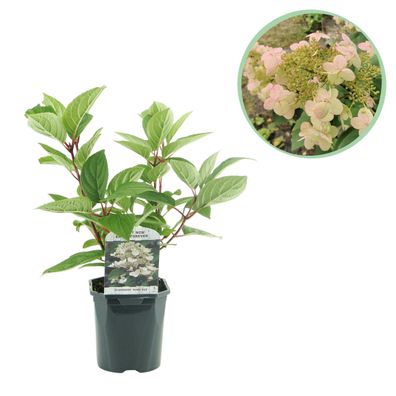 Plume Hydrangea - Hydrangea panniculata Wims Red - Blüte Weiß Rot - 1 Pflanze