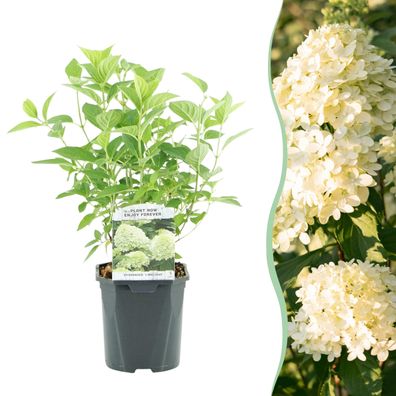 Plume Hydrangea - Hydrangea panniculata Limelight - Blüte cremeweiß - 1 Pflanze