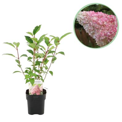 Plume Hydrangea - Hydrangea panniculata Vanilla Fraise - Blüte Weiß Rosa - 1 Pfl