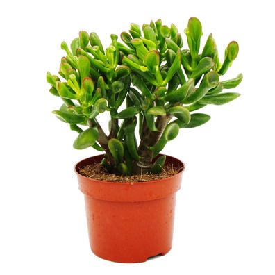 Dickblatt - Löffelbaum - Crassula "Hobbit" - Sukkulente Zimmerpflanze - 12cm Topf
