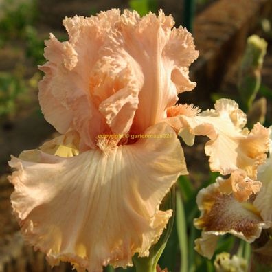 Schwertlilie Bart-Iris Lotus Land