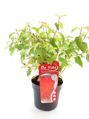 Cornus sanguinea Midwinter Fire Roter Hartriegel Feuerhartriegel 40-60cm