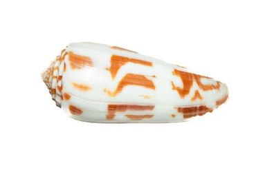 Conus terminus 42mm bis 80mm