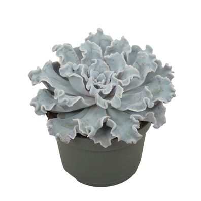 Gekräuseltes Rosetten-Dickblatt - Echeveria "Crispy Beauty" - pflegeleichte Sukkul