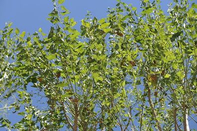 Indischer Götterbaum - Ailanthus Excelsa - Frische Samen