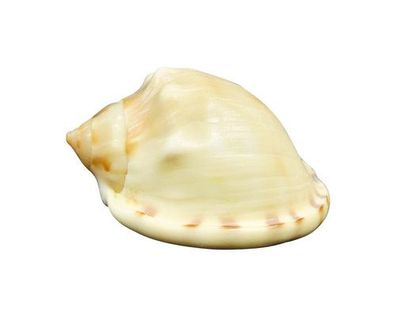 Phalium labiatum 47mm