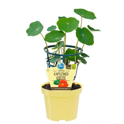 Kapuzinerkresse in BIO-Qualität - Tropaeolum majus - Kräuterpflanze im 12cm Topf
