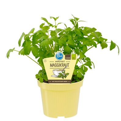 Maggikraut - Liebstöckel in BIO-Qualität - Levisticum officinale - Kräuterpflanze