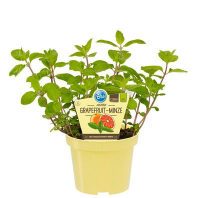Grapefruit-Minze in BIO-Qualität - Mentha suaveolens x piperita - Kräuterpflanze