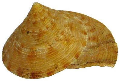 Calliostoma formosense 47mm