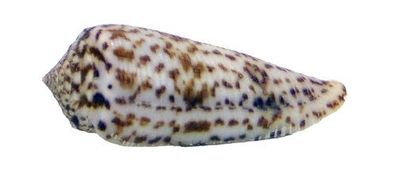 Conus tessulatus 47mm