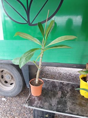 Plumeria / Frangipani, eine Pflanze