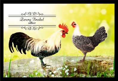 Fußmatte Schmutzfangmatte Hühner Zwerg Brakel silber F1394 75x50 cm