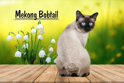 Fußmatte Schmutzfangmatte Rassekatze Katze Mekong Bobtail F1233 75x50 cm