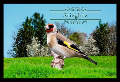 Fußmatte Schmutzfangmatte Ziergeflügel Stieglitz F2390 60x40 cm