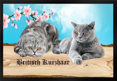 Fußmatte Schmutzfangmatte Katze Rassekatze Britisch Kurzhaar F1212 60x40 cm