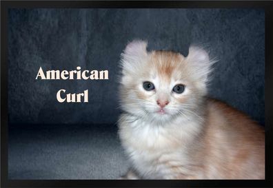 Fußmatte Schmutzfangmatte Katze Rassekatze American Curl F1203 75x50 cm