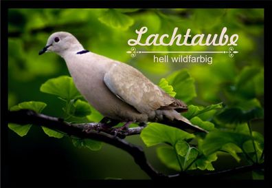 Fußmatte Schmutzfangmatte Ziergeflügel Lachtaube hell wildfarbig F2385 60x40 cm