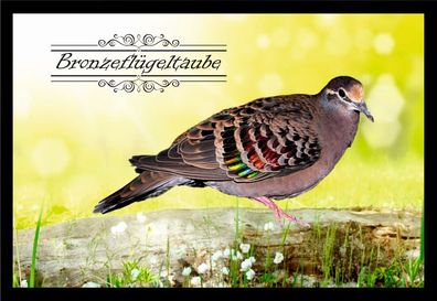 Fußmatte Schmutzfangmatte Ziergeflügel Bronzeflügeltaube F2378 75x50 cm