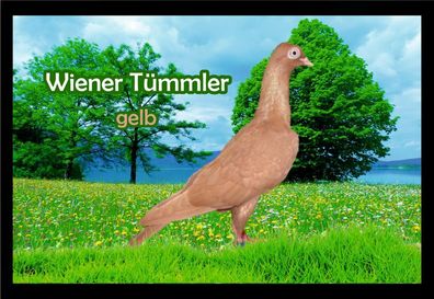 Fußmatte Schmutzfangmatte Tauben Wiener Tümmler gelb F2353 75x50 cm