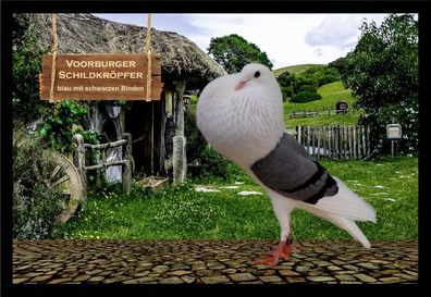 Fußmatte Schmutzfangmatte Tauben Voorburger Schildkröpfer blau m.s.B. F2346 60x4