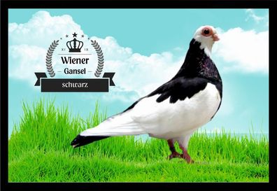 Fußmatte Schmutzfangmatte Tauben Wiener Gansel schwarz F2350 75x50 cm
