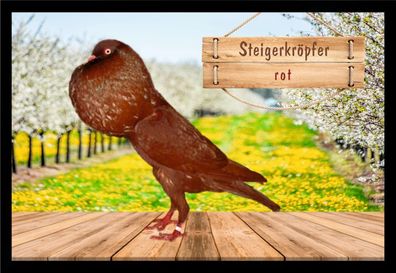 Fußmatte Schmutzfangmatte Tauben Steigerkröpfer rot F2264 75x50 cm