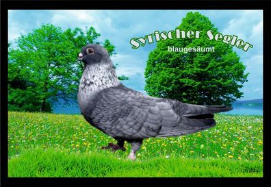 Fußmatte Schmutzfangmatte Tauben Syrischer Segler blaugesäumt F2296 60x40 cm