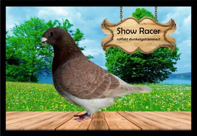 Fußmatte Schmutzfangmatte Tauben Show Racer rotfahl dunkelgeh. F2250 60x40 cm