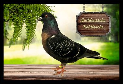 Fußmatte Schmutzfangmatte Tauben Süddt. Kohllerche F2295 60x40 cm