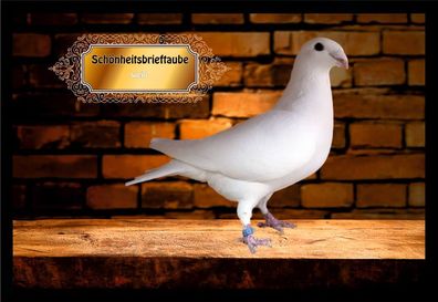 Fußmatte Schmutzfangmatte Tauben Schönheitsbrieftaube weiß F2244 75x50 cm