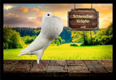 Fußmatte Schmutzfangmatte Tauben Schles. Kröpfer weiß F2234 60x40 cm