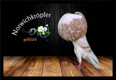 Fußmatte Schmutzfangmatte Tauben Norwichkröpfer gelbfahl F2197 60x40 cm