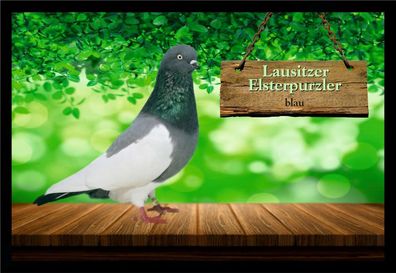 Fußmatte Schmutzfangmatte Tauben Lausitzer Elsterpurzler blau F2159 60x40 cm