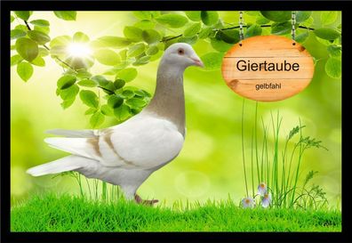 Fußmatte Schmutzfangmatte Tauben Giertaube gelbfahl F2123 60x40 cm