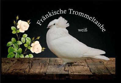 Fußmatte Schmutzfangmatte Tauben Fränk. Trommeltaube weiß F2115 75x50 cm