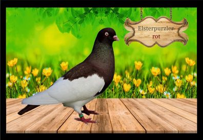 Fußmatte Schmutzfangmatte Tauben Elsterpurzler rot F2085 75x50 cm