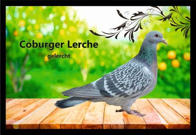 Fußmatte Schmutzfangmatte Tauben Coburger Lerche gelercht F2045 75x50 cm