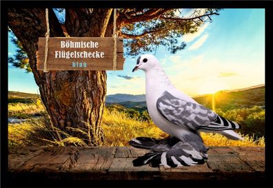 Fußmatte Schmutzfangmatte Tauben Böhmische Flügelschecke blau F2034 75x50 cm