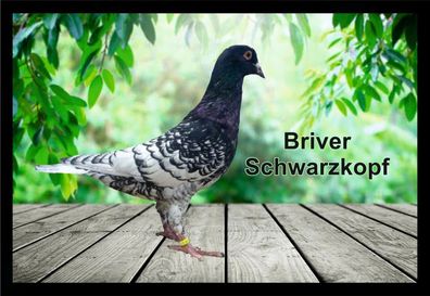 Fußmatte Schmutzfangmatte Tauben Briver Schwarzkopf F2035 75x50 cm