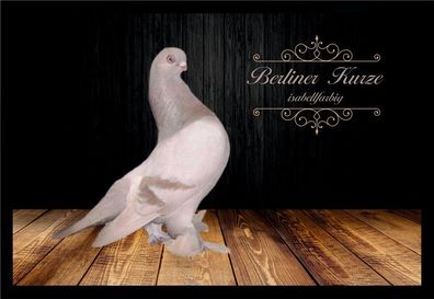 Fußmatte Schmutzfangmatte Tauben Berliner Kurze isabellfarbig F2022 75x50 cm