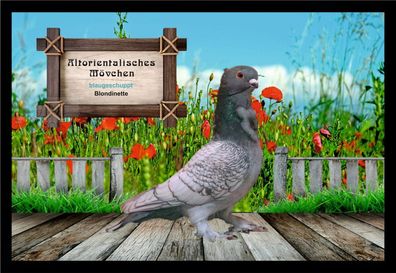 Fußmatte Schmutzfangmatte Tauben Altorientalisches Mövchen blaugesch. Blon. F200